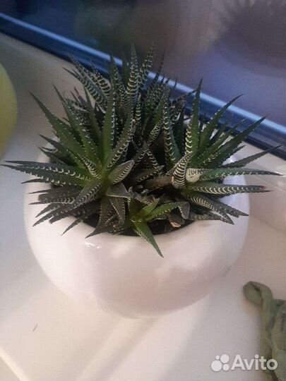 Хавортия жемчужная отростки