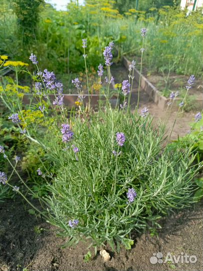 Лаванда саженцы