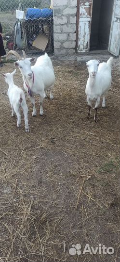 Коза дойная