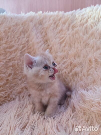 Шотландские котята