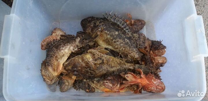 Рыба,Мидии,Устрицы