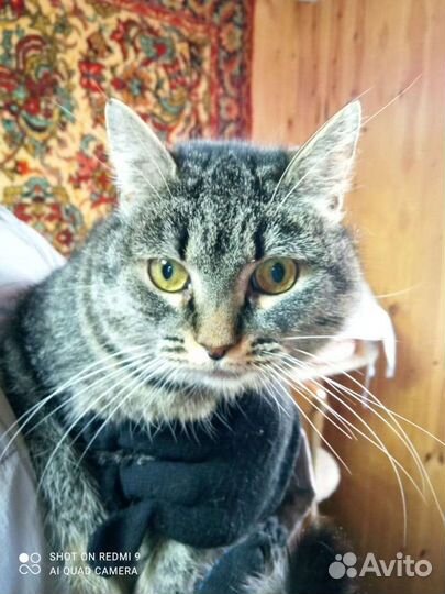 Серо-полосатая киса в дар