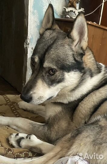 Отдаю двух собак в добые руки