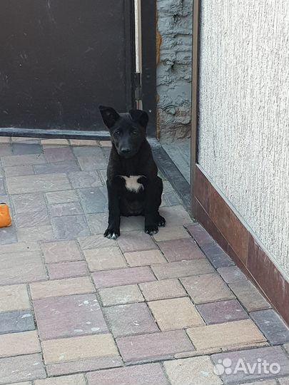 Отдам в добрые руки 2х месячного щенка-девочку