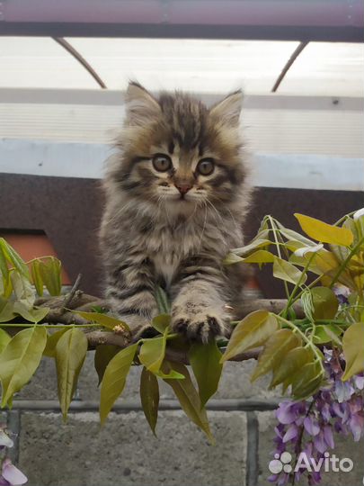 Домашние животные котята