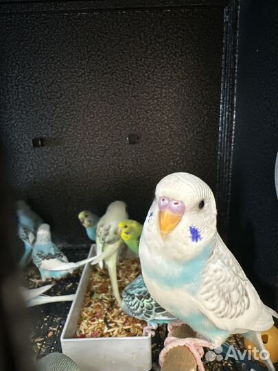 Поппугай волнистый