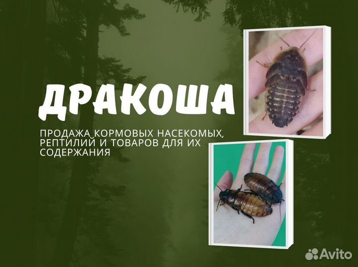 Кормовые насекомые. Сверчки домовые живые