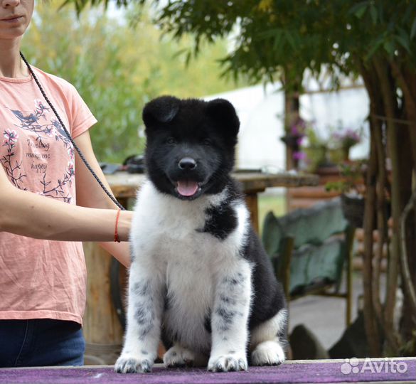 Шикарные от емпресс фике