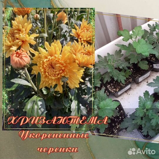 Хризантема.Укорененные черенки