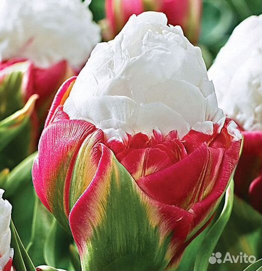 Тюльпан Айс Крим