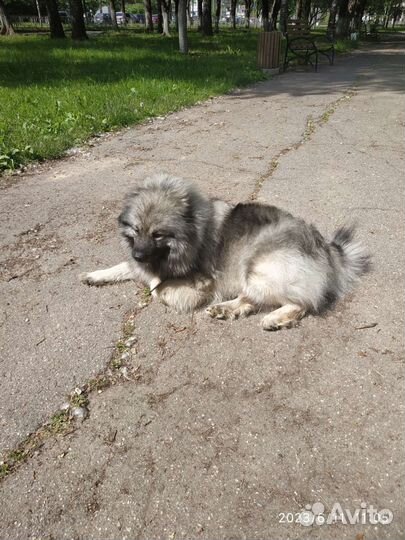 Щенки немецкий Вольфшпиц(Кеесхонд)