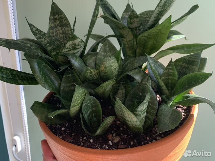 Сансевиерия ханни в бонсайнице