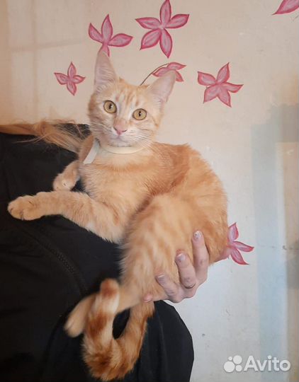 Рыжее солнышко