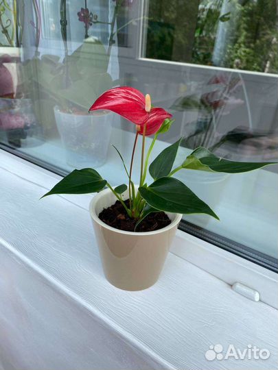 Антуриум на Подарок