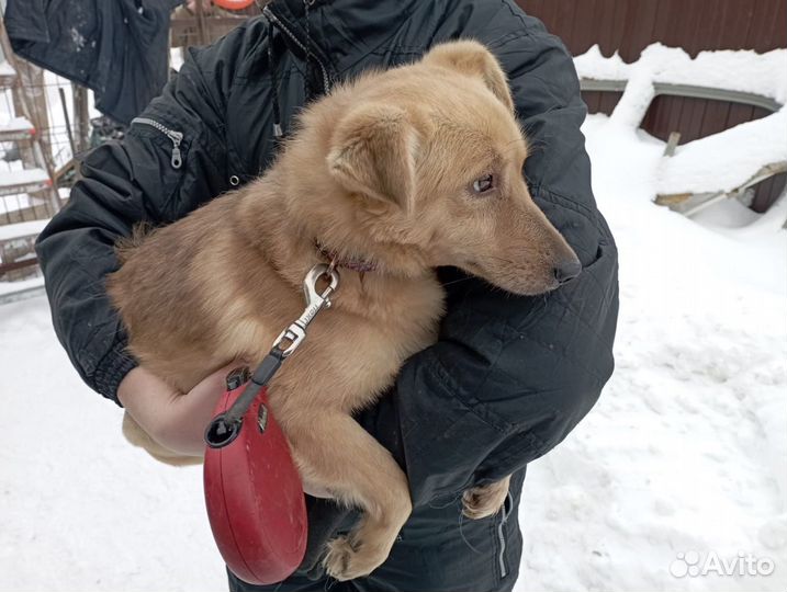 Маленькая собака в добрые руки