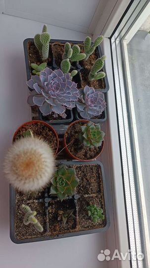 Кактусы и суккуленты