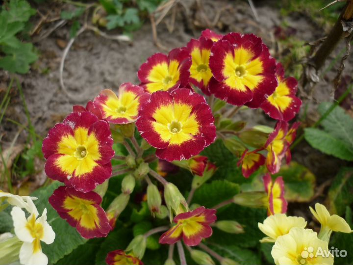 Цветы-многолетники