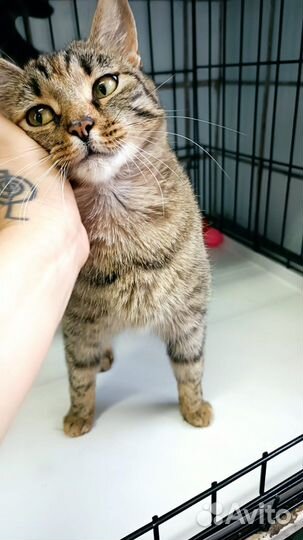 Котенок бесплатно