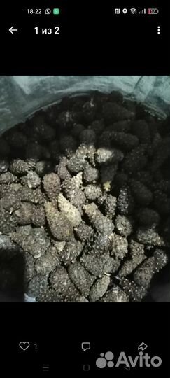 Приму шишки сосновые семяные