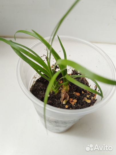 Нолина (Бокарнея)