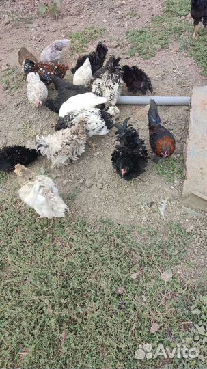 Куры (Дикоротивные)