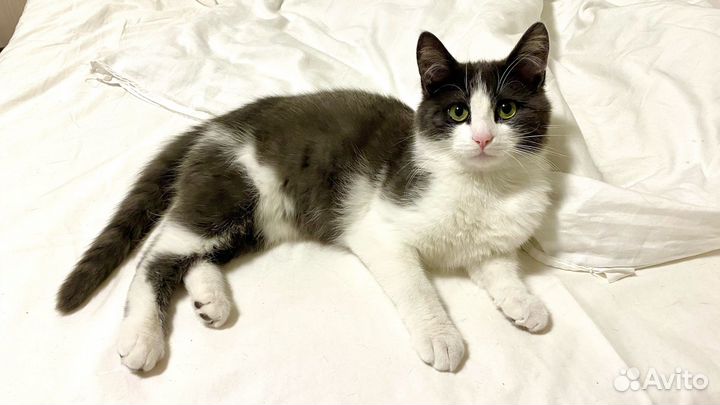 Новый дом для котика