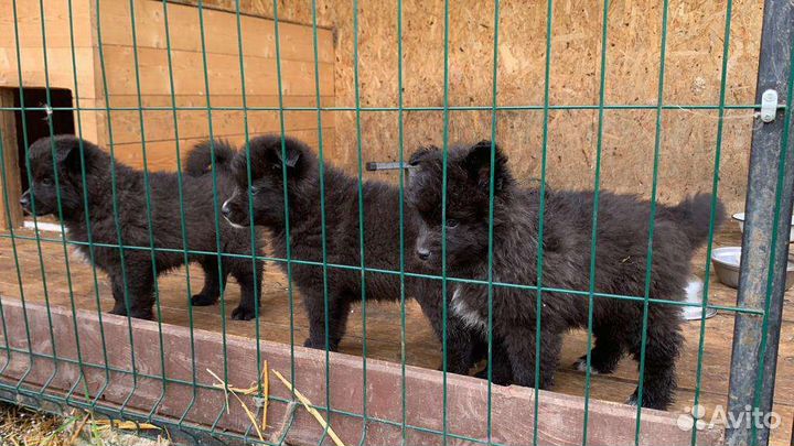 Щенки Кеесхонда