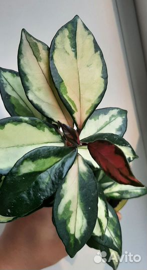 Хойи сортовые