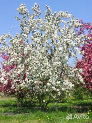 Яблоня декоративная Эверест Malus Everest 5л. (S)