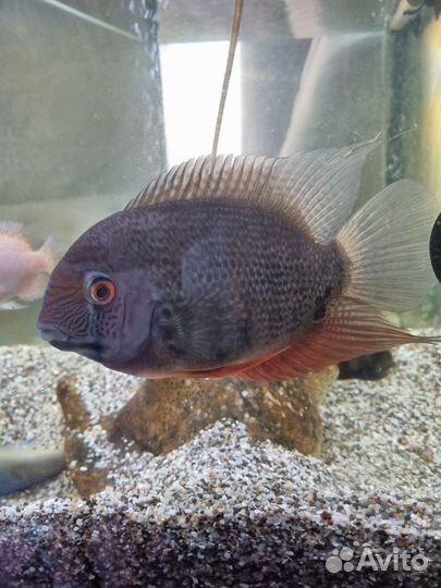 Рыба Северум