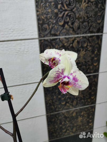 Орхидея фаленопсис