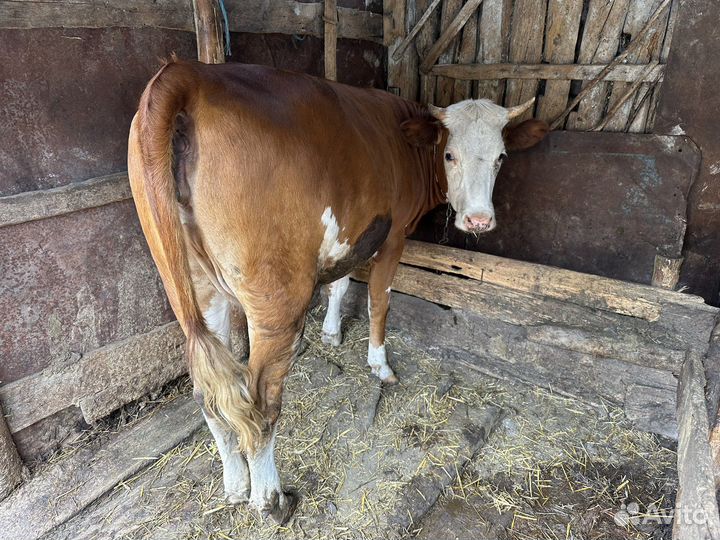Корова высокоудойная