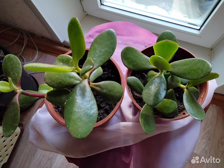 Денежное дерево толстянка