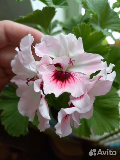 Пеларгония