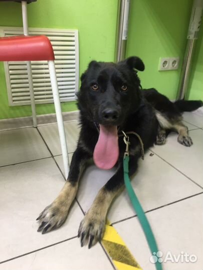 Подросток 8 мес стерилизованная девочка в дар