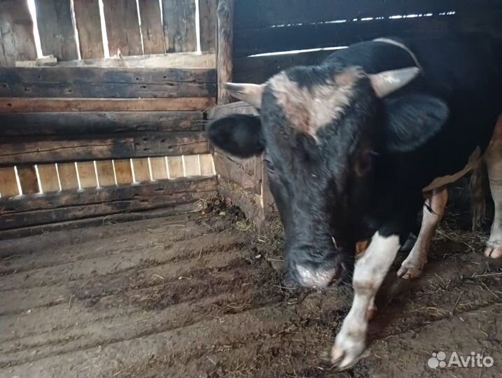 Продам бычка