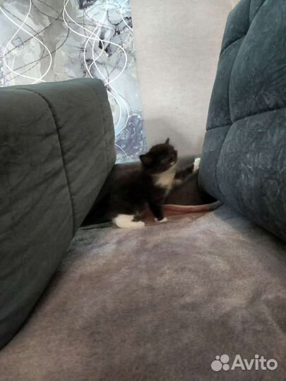 Турецкая ангора