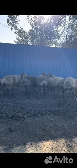 Бараны гиссарские
