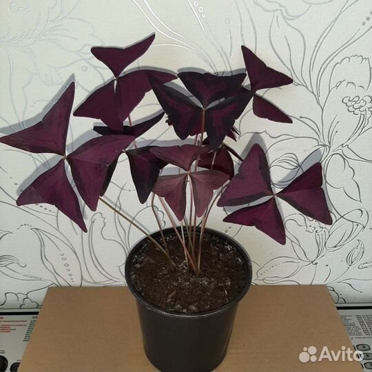 Кислица оксалис