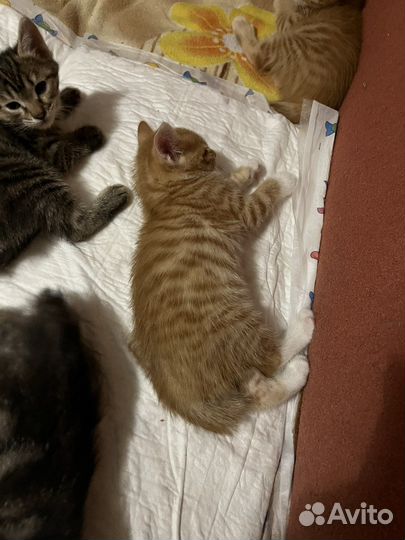 Котята курильский бобтейл