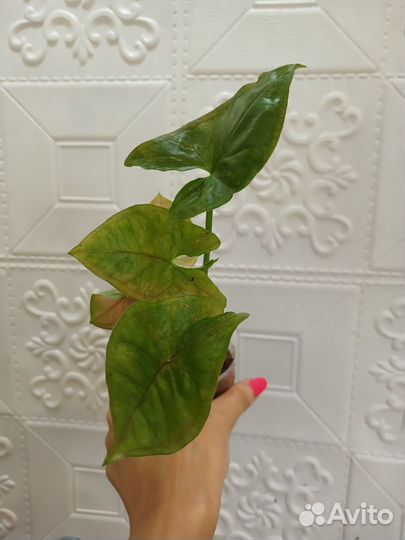 Сингониум арон браун