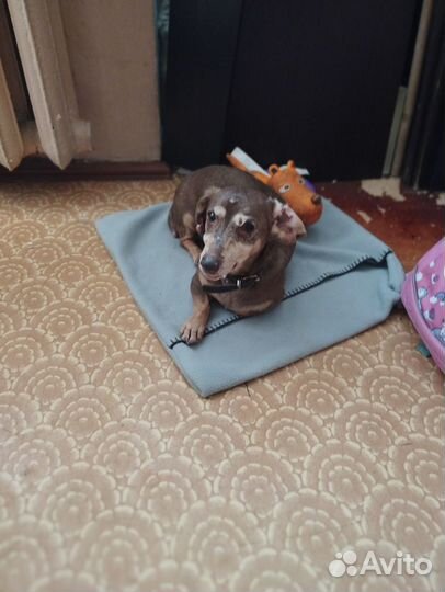 Домашняя передержка, собаки, кошки, зооняня