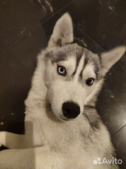 Найдена собака Хаски девочка Пятигорск