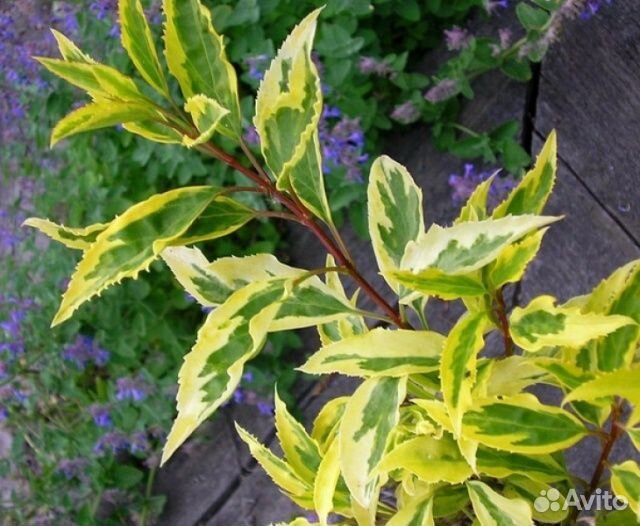 Посконник,Молочай,Форзиция, Кизильник,Дейция