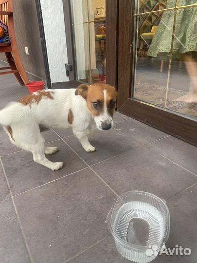 Джек Рассел терьер