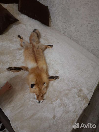 Шкуры рыжей лисы