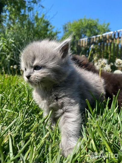 Шотландский котенок