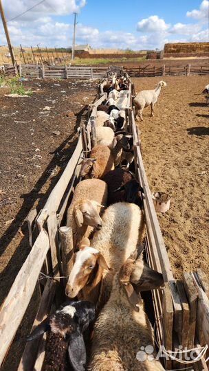 Овцы бараны ягнята