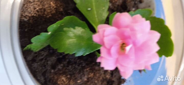 Каланхоэ розовое и фиалка фиолетовая