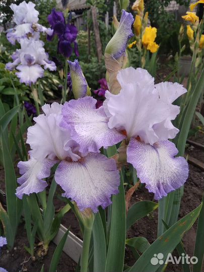 Высокие бородатые ирисы